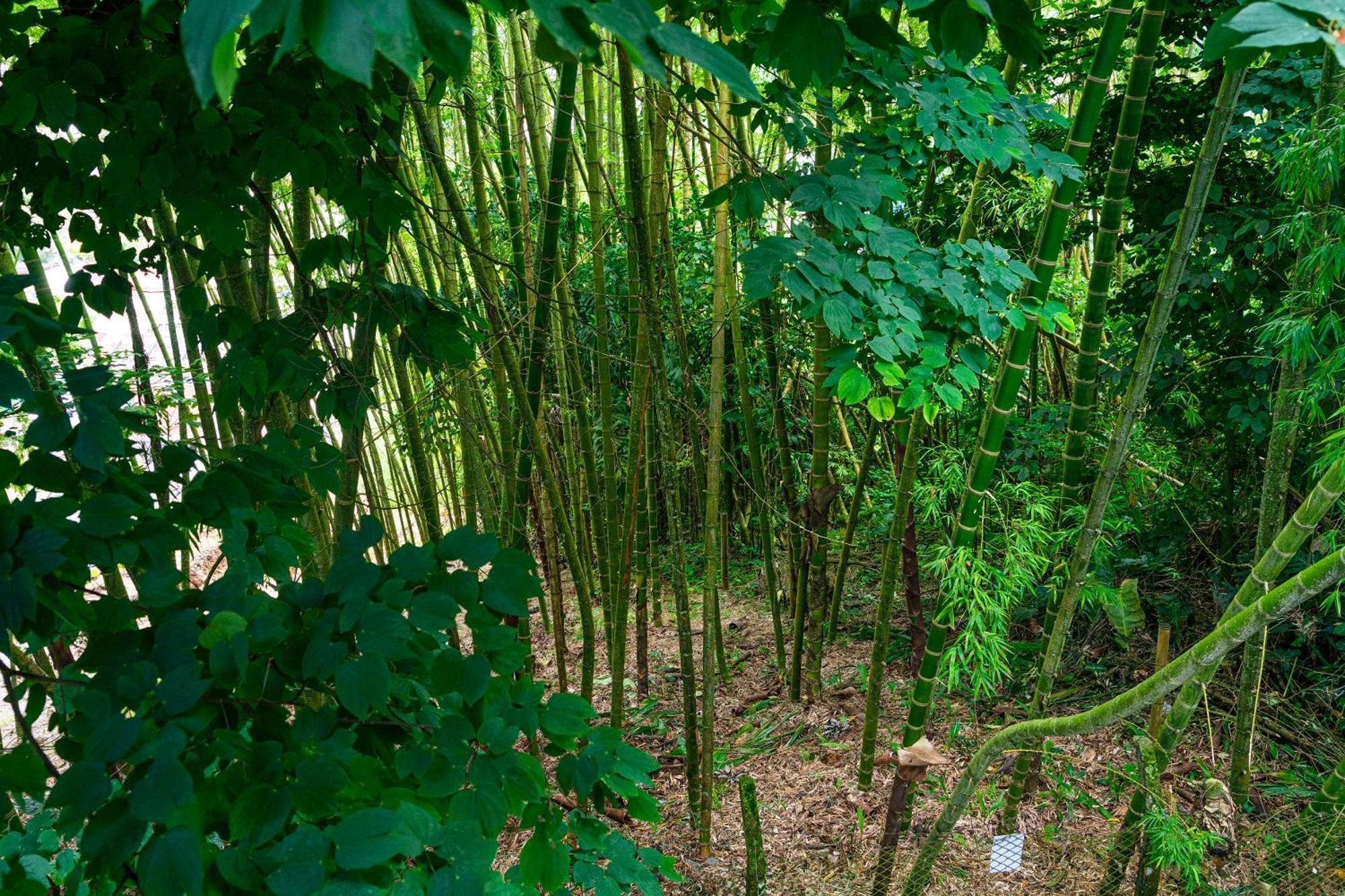 Aldea Sabatinga Villa Manizales Kültér fotó